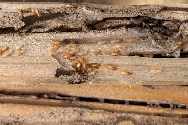 Best Cockroach Control Services  in Alexandria, IN